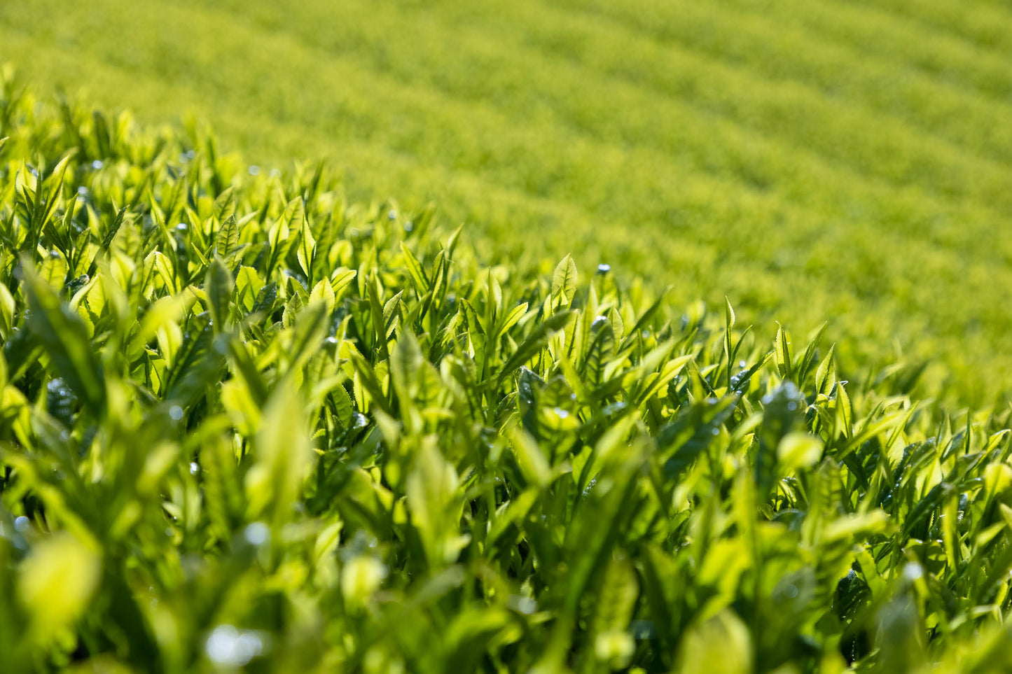 丹精こめて育てた最高峰の茶葉